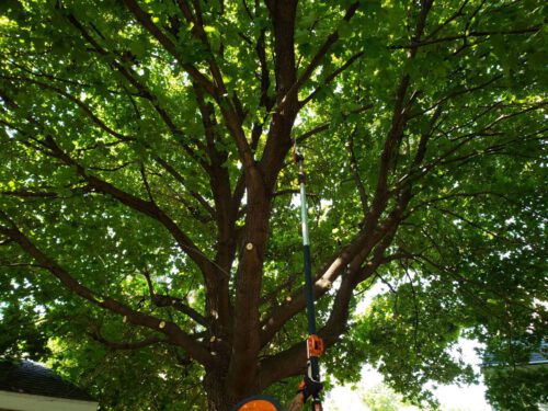 Tree Health Assessment