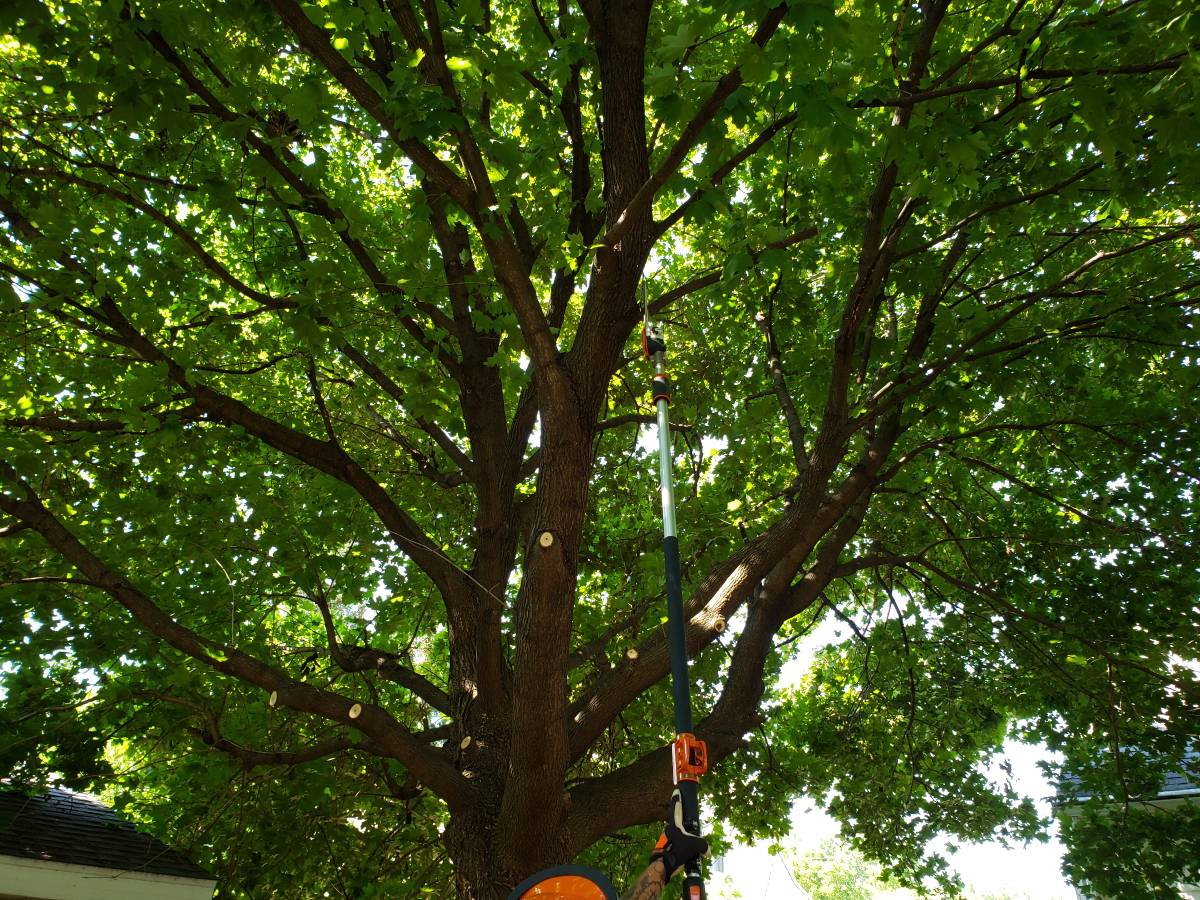 Tree Health Assessment