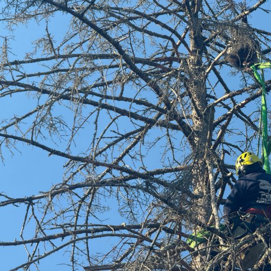 Tree Removal Experts